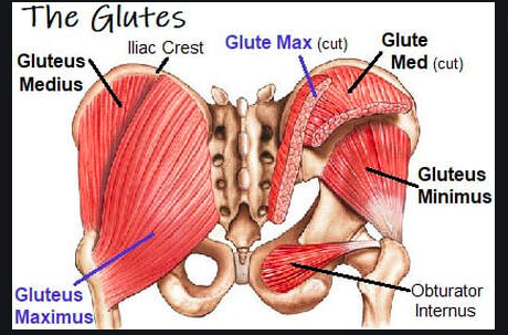 anatomy of the glutes